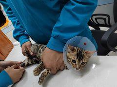 -中农国际动物医院24小时·猫科·骨科·急重症中心