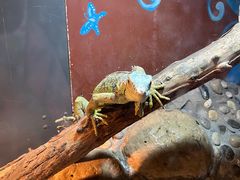 -上海大自然野生昆虫馆
