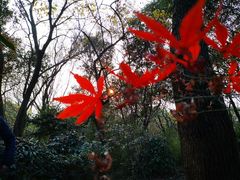 -上海佘山国家森林公园天马山园