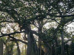 -瑞丽独树成林风景区