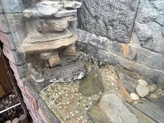 -上海大自然野生昆虫馆(东方明珠·爬宠昆虫探索中心)
