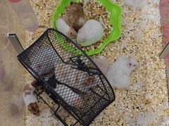 -钓仓鼠(洋桥北里小区店)