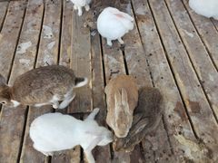 -北京鹿世界主题园