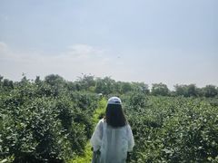 -金谷域澳洲庄园