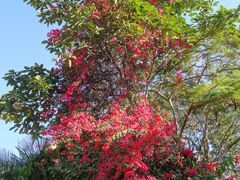 -曼听御花园