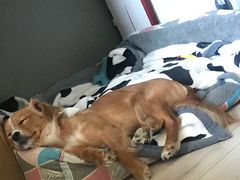 -宠福鑫康馨动物医院·骨科·眼科