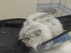 -中农国际动物医院24小时·猫科·骨科·急重症中心