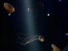 -欢乐海岸海洋奇梦馆
