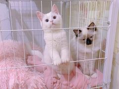 -宠颐生中康贝怡动物医院