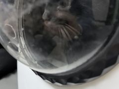 -半岛宠物医院24小时(白果林店)