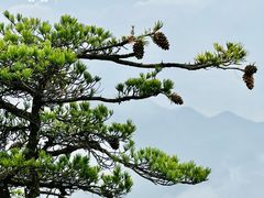 -王顺山国家森林公园