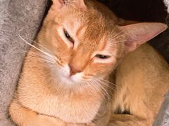 -猫小院猫主题餐厅(三里屯店)
