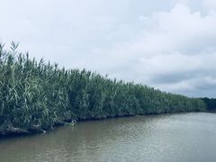 -大湾区中央湿地公园