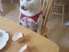 -柴の食堂·日式家庭料理·熊之肆(大学路店)
