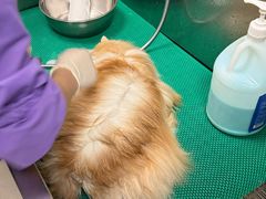 -北京观赏动物医院·24小时大型综合·猫专科·异宠专科