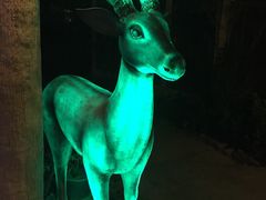 -清迈夜间动物园