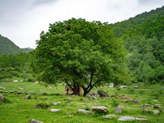 -狮子沟牧场