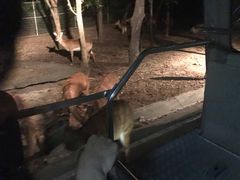 -清迈夜间动物园