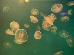 -福州罗源湾海洋世界旅游区