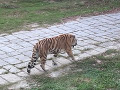 -深圳野生动物园