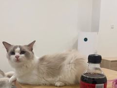-有喵·猫咖·狗咖·30几只猫10只小狗(岗厦店)