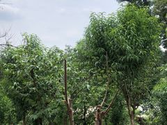 -桃源山庄·水蜜桃采摘·柴火鸡·烧烤团建(龙泉山店)