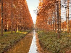 -黄海国家森林公园