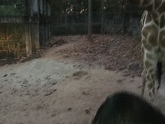 -清迈夜间动物园