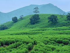 -帐篷客·溪龙茶谷度假酒店