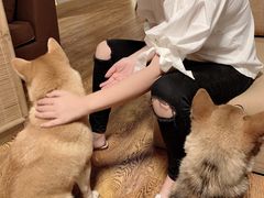 -柴务处·柴犬主题狗咖