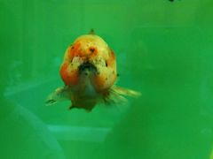 -北戴河圣蓝海洋公园