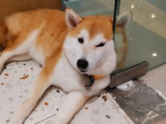 -柴务处·柴犬主题狗咖