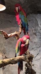 -Zoolung Zoolung动物主题公园(海信广场店)