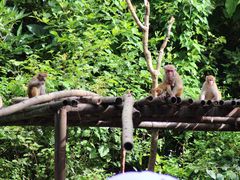 -西双版纳原始森林公园