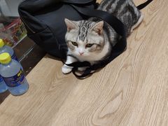 -1013 PET SHOP精品宠物商店(丁香店)