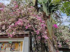 -深圳国际园林花卉博览园