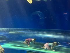 -瑞普利水族馆