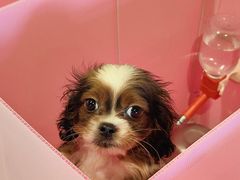 -翊宠yipet猫狗购宠庄园犬舍•猫舍