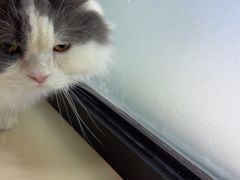 -三花喵·撸猫购宠·宠物生活馆(虹桥南丰城店)