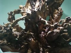 -东南花都花博园