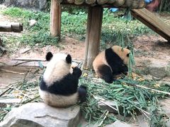-广州长隆野生动物世界