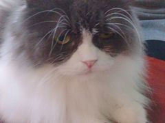 -李小姐の猫咖啡馆(五角场店)