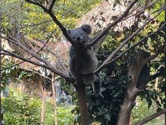 -广州长隆野生动物世界