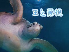 -广东惠东海龟国家级自然保护区