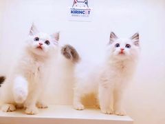 -十年猫舍·猫咪专门店(普陀店)