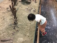 -嘉荫恐龙国家地质公园