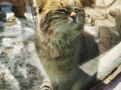 -青藏高原野生动物园