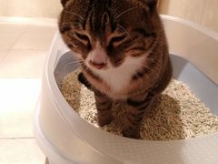 -爱贝特动物医院·猫口炎专科