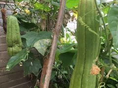 -中国蓝印花布馆