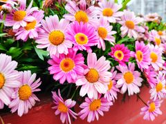 -百伦百货(简阳店)